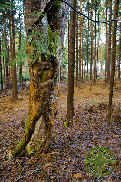 Snhu na Nov rok mnoho nebylo - nad Frdavou